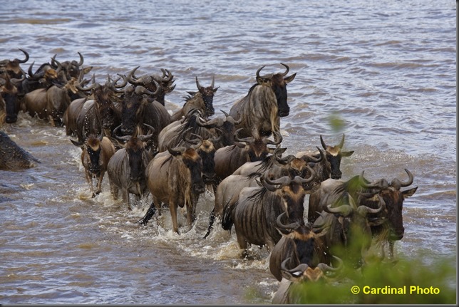 ma_wildebeestcrossing_0657_dxo