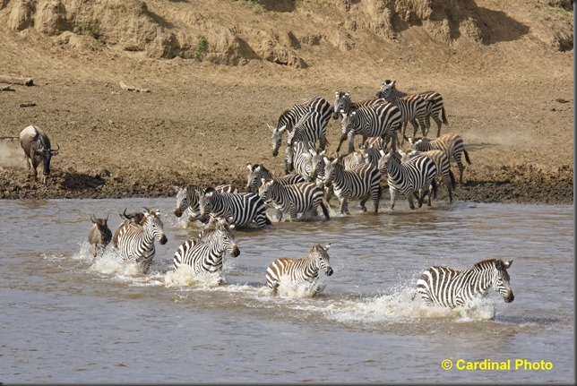 ma_wildebeestcrossing_0906_dxo