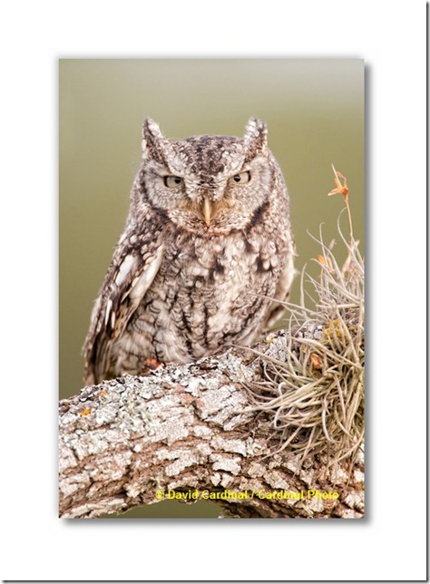 owl_easternscreech_0057