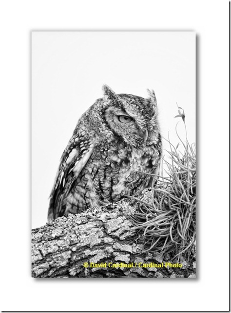 owl_easternscreech_0070