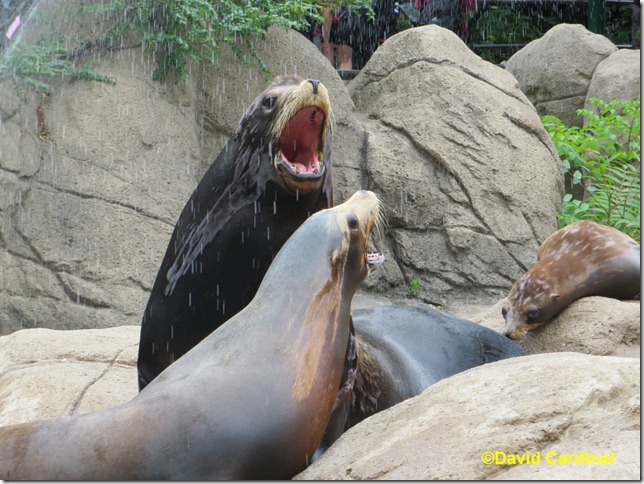 Sealions getting a rain shower bath at the main pool at the Bronx Zoo