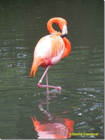 Flamingo at Bronx Zoo, JPEG as shot