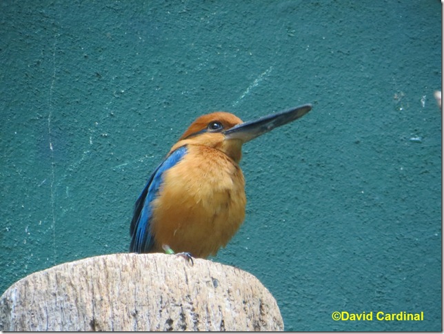 Kingfisher, zoomed in through glass, indoors at Bronx Zoo