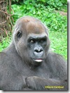 Despite the low light inside the Gorilla exhibit, the Canon SX260 did a good job of capturing expressions, even through the glass