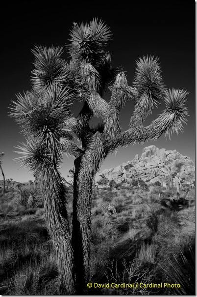 pl_joshuatreenp_044hc