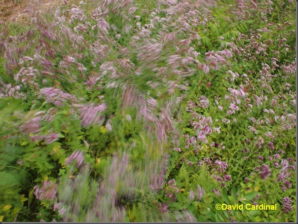 Original JPEG from the Olympus E-P3 with 17mm fixed focal length lens of Oregano Wind Blur