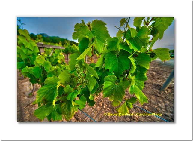 pl_pv-vineyard_0143