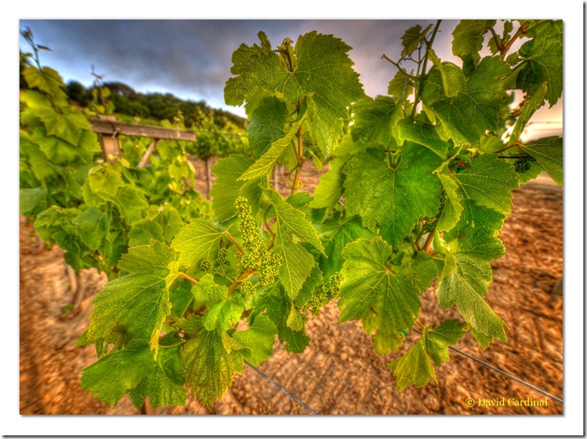 pl_pv-vineyard_0144_2_3_tonemapped-1