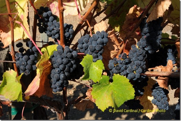 pl_pv-vineyard_0398