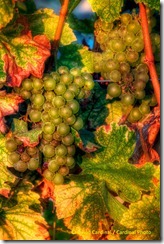 pl_pv-vineyard_0541hc