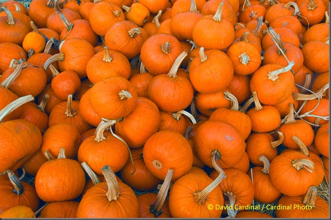 th_pumpkins_0021