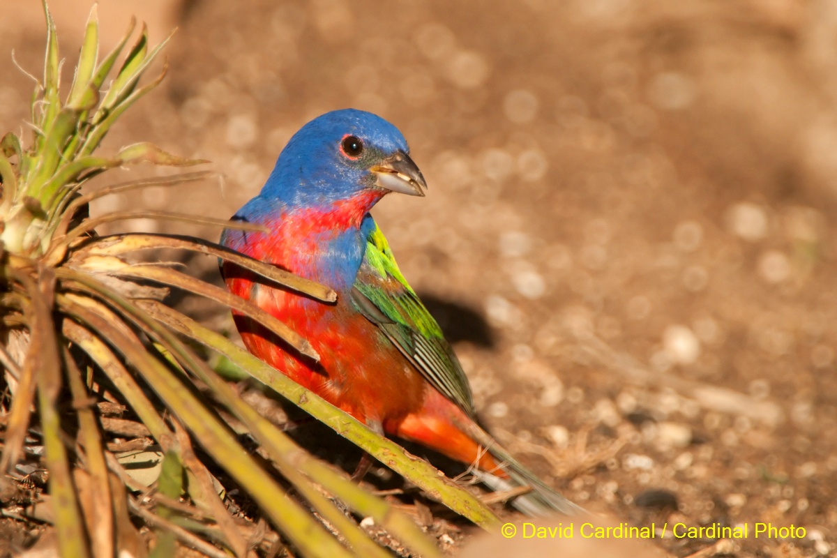 The Hill Country is an amazing location for photographing both Painted and Indigo Buntings