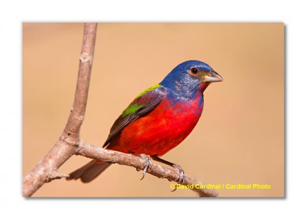 Painted Bunting