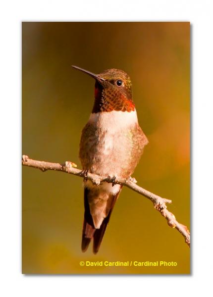 Ruby-throated Hummingbird