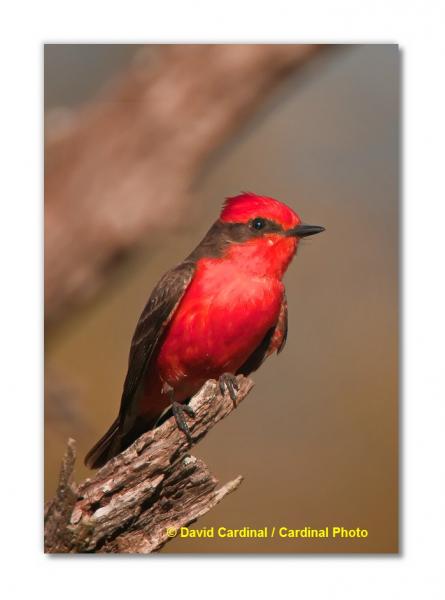 Vermillion Flycatcher: A pair of resident Vermillion Flycatchers are one of the unique features of one of the ranches we&#039;ll be using during our Hill Country Bird Photo Safari