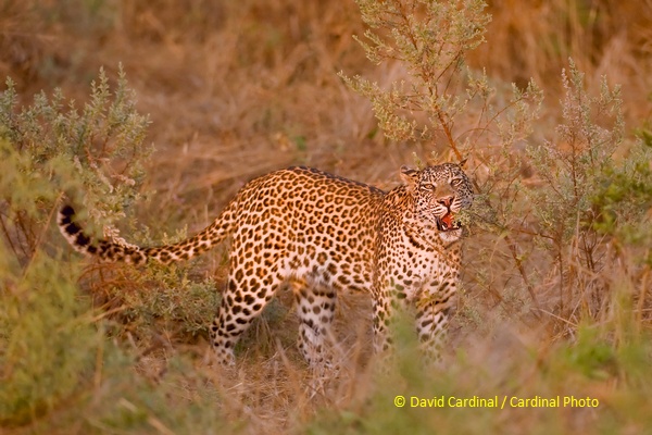 Female Leopard Examining our Safari Truck