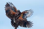This Harris Hawk image from our Rio Grande Valley Photo Safari won the Grand Prize in the 2012 National Wildlife Federation Photo Competition
