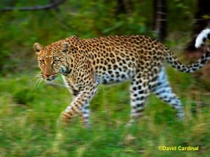 Leopard Hunting