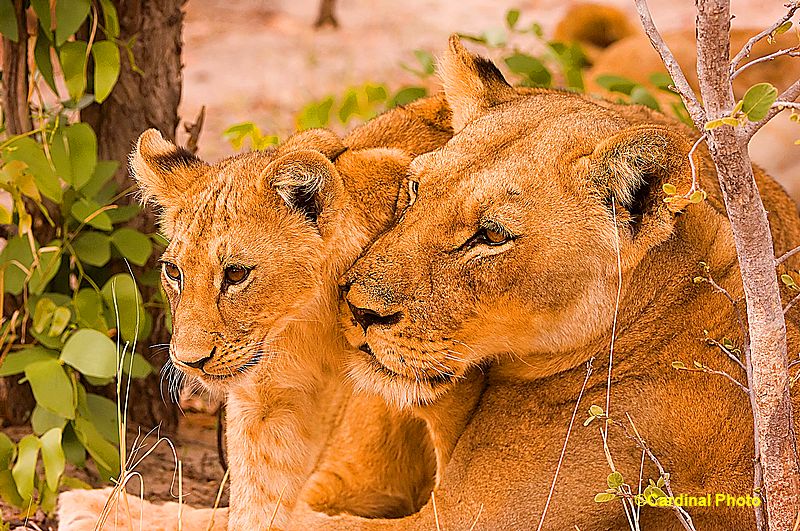 lion and lioness and cub. Lioness amp; Cub
