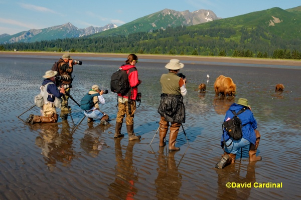 A typical day involves plenty of relaxed interactions with the famous Alaskan Coastal Brown Bears like this mother and cubs clamming.