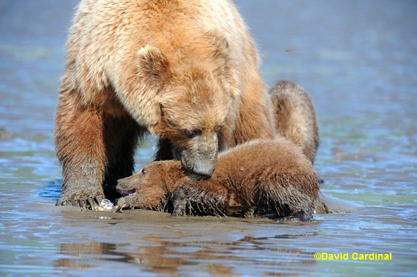 This cub reached for one too many clams and Mom showed her displeasure. The Sigma allowed me to get a series of several frames of the action all in perfect focus.