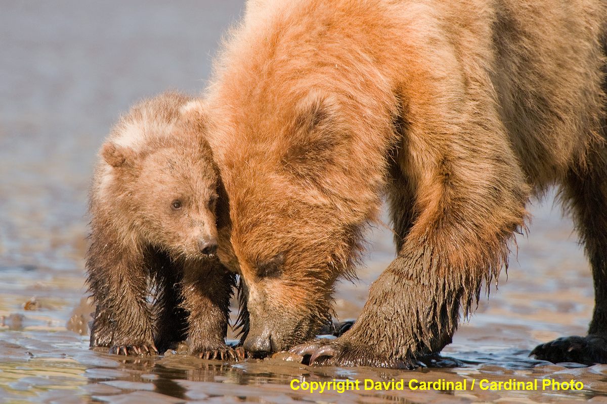 Mother Alaskan Brown Bear teaching her cub to clam