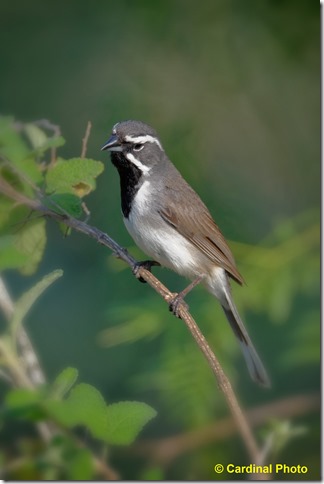 Bi_BlackThroatSparrow_0002