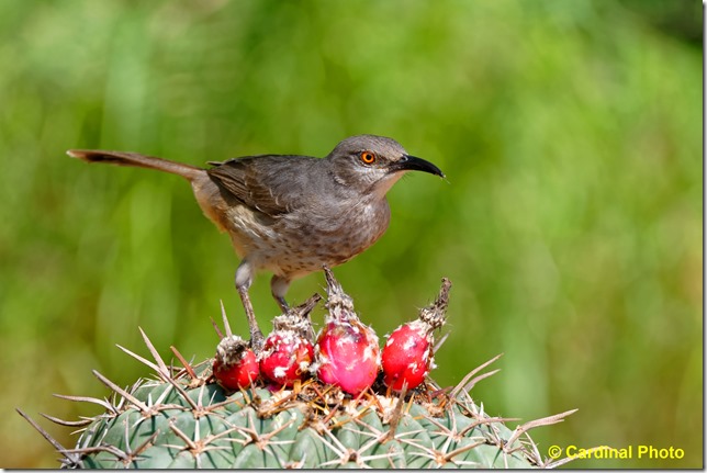 Bi_CurveBillThrasher_0001