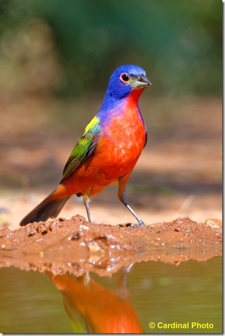 Bi_PaintedBunting_1487