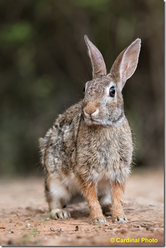 Ma_DesertCottontail_0123