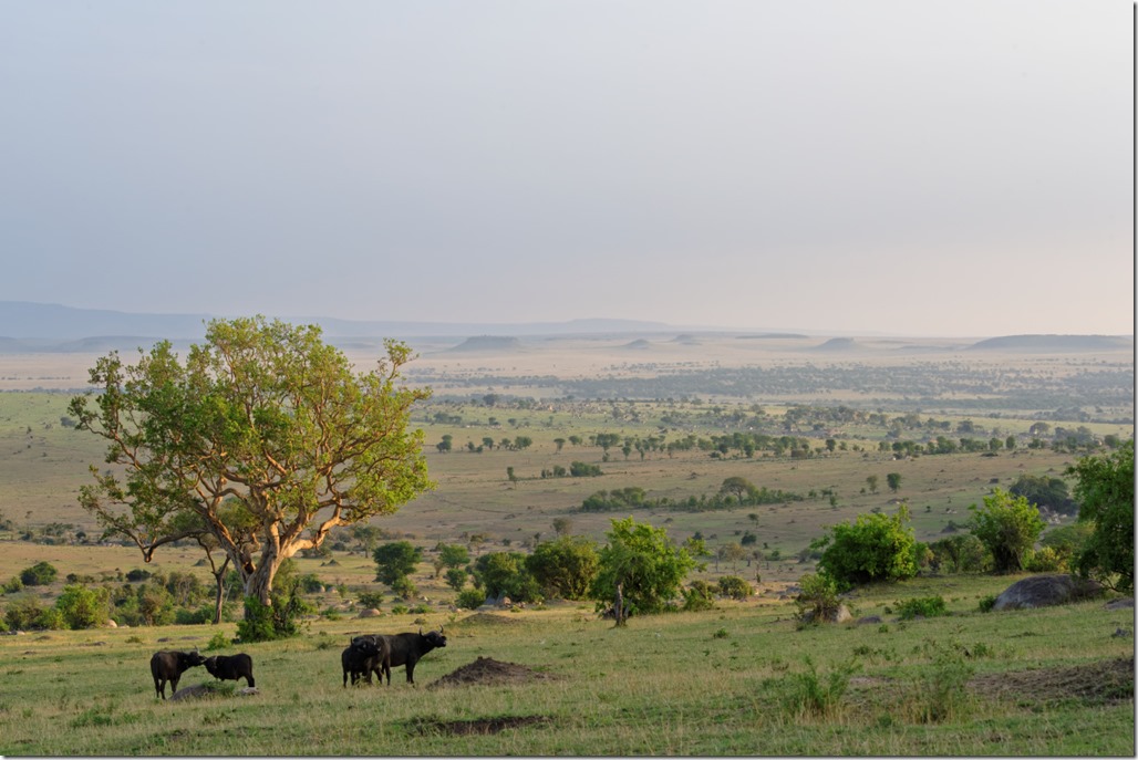 Pl_Serengeti_0036_CV26