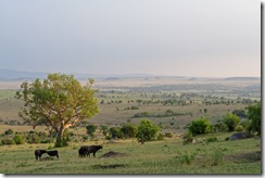 Pl_Serengeti_0036_CV26