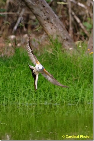 biscissortflycatcher_0430