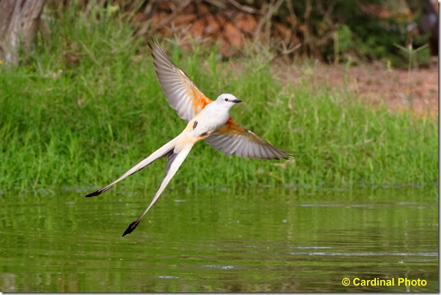 biscissortflycatcher_0436