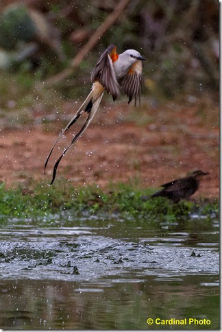 biscissortflycatcher_0442