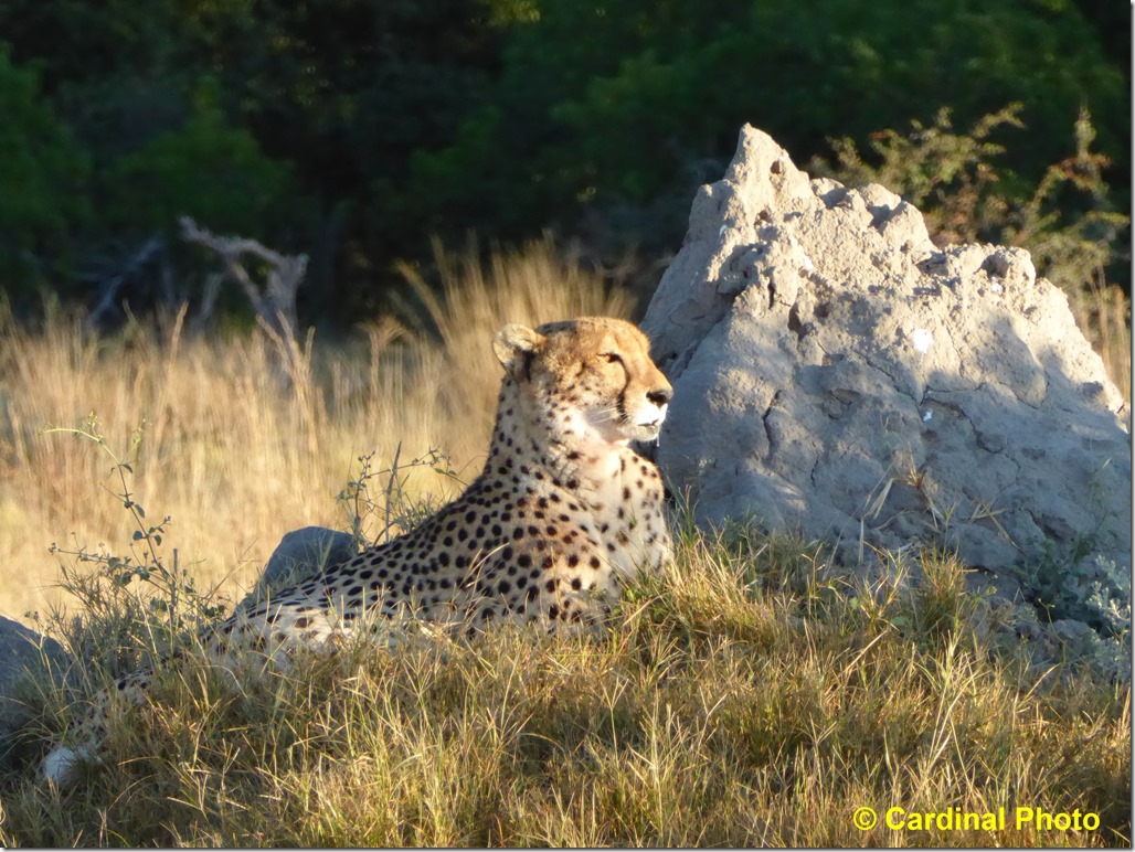 ma_cheetah_1653