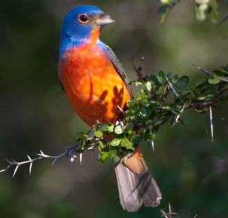 Painted Bunting, Rio Grande Valley, Texas