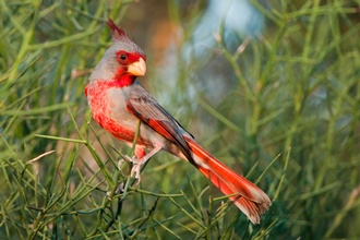 Pyrrhuloxia