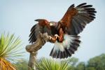 bi_harrishawk_0370