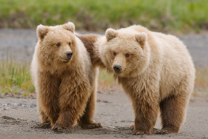 Alaska Bear & Puffin Deposit - Click Image to Close