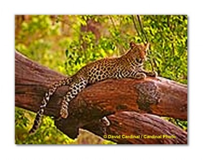 Africa photo safari May 2018 deposit - Click Image to Close