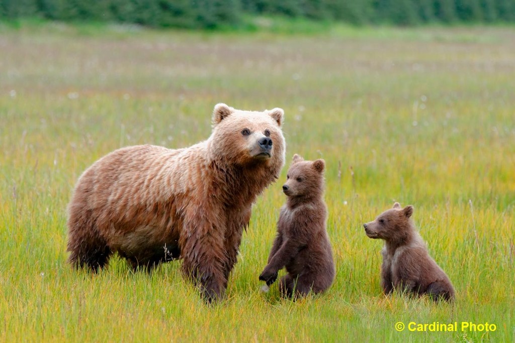 Alaskan Bears: One safari, one camera, one lens: Life with the new ...
