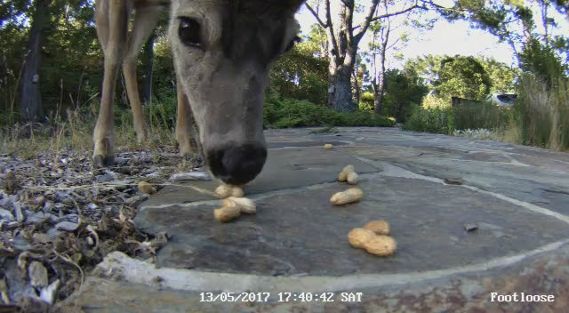 Deer feeding near the Reolink Argus.jpg