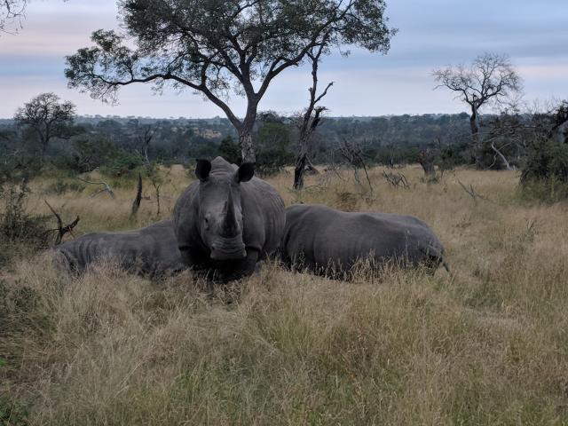 Family group of White Rhino captured with a Google Pixel 2